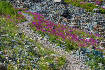 Bergblumen am Wanderweg im Altai Gebirge