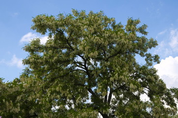 
A dense crown of a blossoming tree is a white acacia.