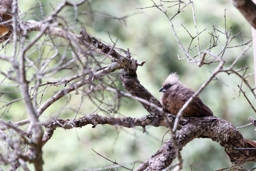 Mousebird sitting on a branch