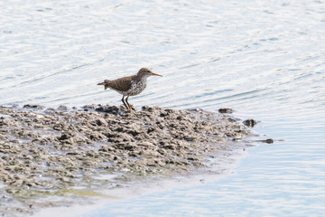 Spotted sandpiper bird