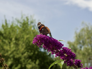 Schmetterling auf einen Schmetterlingsstrauch 