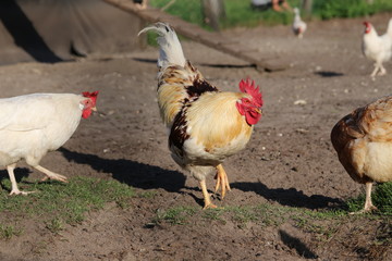 Hühner auf dem Hof