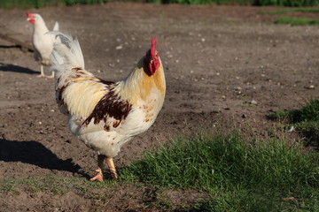 Hühner auf dem Hof
