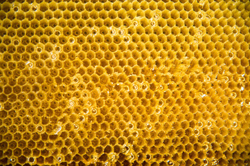 Drawn honey comb