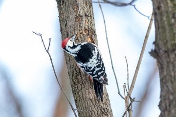White-backed Woodpecker (Dendrocopos leucotos). male