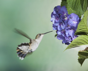 Hummingbird on Hydrangea