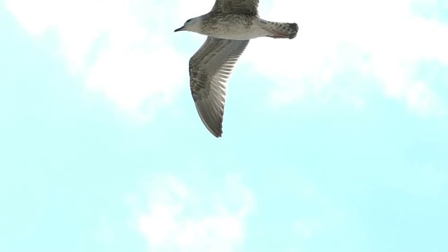 gull flies in the sky.
