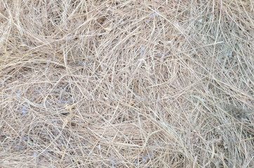 Background of dry hay.