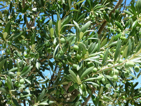 Olives dans l'arbre