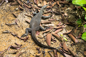 Varan creeps along the fallen leaves.  Pulau Perhentian, Malaysia.