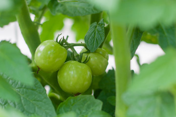Fototapeta premium green sweet tomato