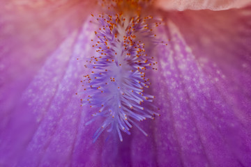 Obraz premium iris beard closeup