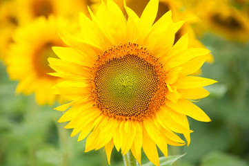 Sunflower bloom, close-up