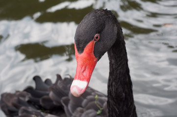 Black swan close-up © Bokeh Art Photo