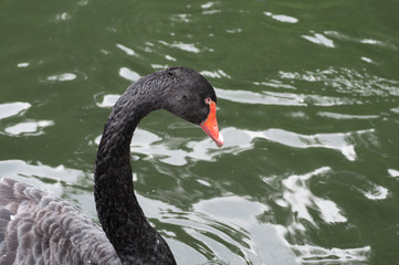 Naklejka premium Black swan close-up
