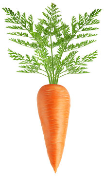 Isolated carrot. Whole carrot with leaves isolated on white background, with clipping path