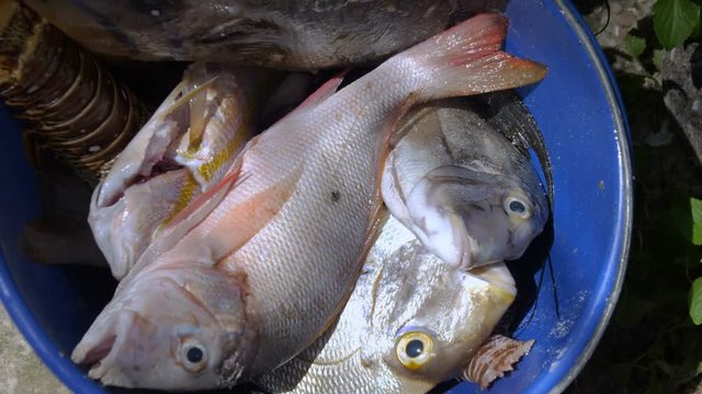 Fresh Caught Red Snapper in bucket