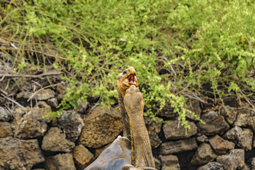 Galapagos Giant Turtle, Ecuador