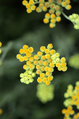 łąka latem w Polsce - żółte kwiaty
