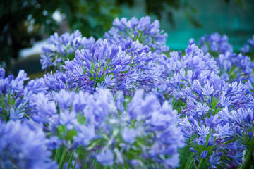 lavender flowers in the field