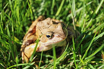 Erdkröte auf der Wiese