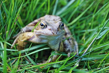 Erdkröte auf der Wiese