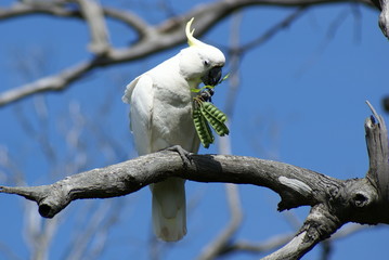 Australia parrot