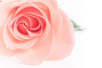 Obraz na płótnie Canvas Rose flowers 