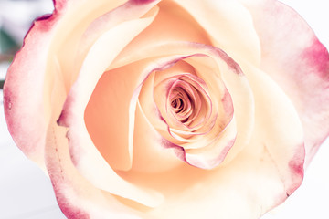 Fototapeta na wymiar Rose flower on white background
