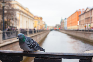 Pigeon on the street. The bird sits on the fence near the canal water in the city. Blurred city of St. Petersburg. Griboyedov canal in St. Petersburg.
