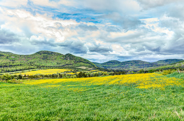 Field hills of yellow dandelion flowers in green grass in Quebec, Canada Charlevoix region