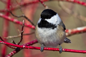 Obraz premium Chickadee on Red Branch