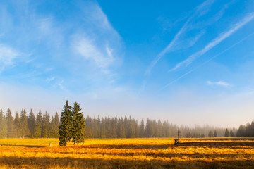 Obraz premium Autumn landscape sunny and hazy morning with two spruces, near Bozi Dar, Krusne Mountains, Czech Republic.