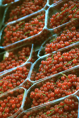 red currants on display