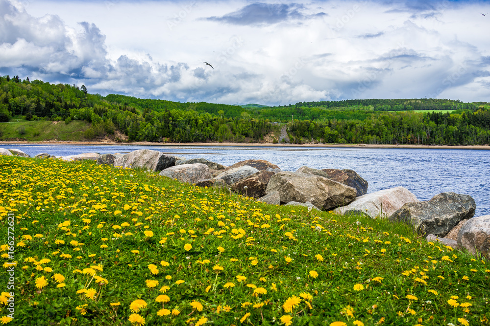 Wall mural field of yellow dandelion flowers by saint lawrence river in la malbaie, quebec, canada in charlevoi