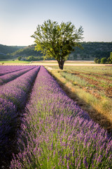 Naklejka na ściany i meble Lavender field and lonely tree near village of Banon, Provence, France