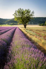 Fotobehang Lavender field and lonely tree near village of Banon, Provence, France © Selitbul