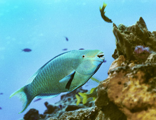 Feeding Parrotfish