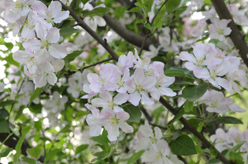 Chinese flowering crab-apple blooming