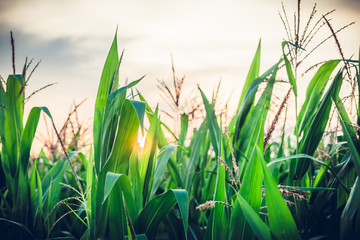 Sunset with view on corn plant