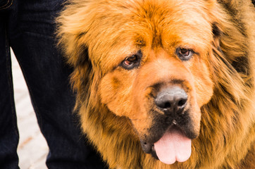 Close up of a beautiful brown newfoundland dog portrait in a dog competition
