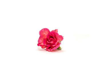 Red or pink rose isolated on white background.