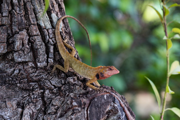 red chameleon closeup shot in tropical forest