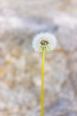 Macro closeup of white fluffy dandelion with seeds against rock background showing bokeh, detail and texture