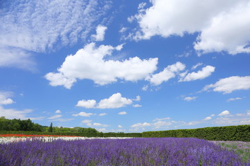 Landscape of Biei Hokkaido Japan