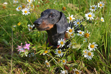 Dachshund wet with dew among flowers in field