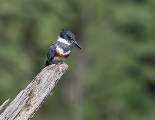 Female Belted Kingfisher