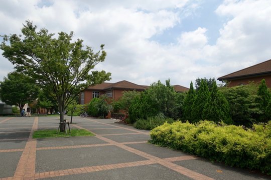 夏の散歩道