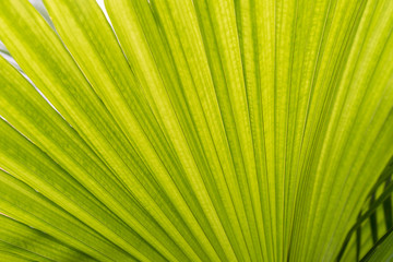 Yellow leaves background