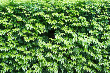 Green leaf background